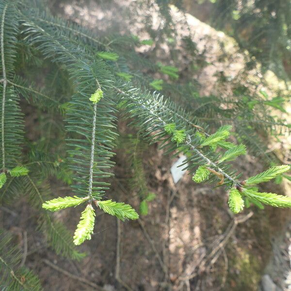 Abies balsamea Лист