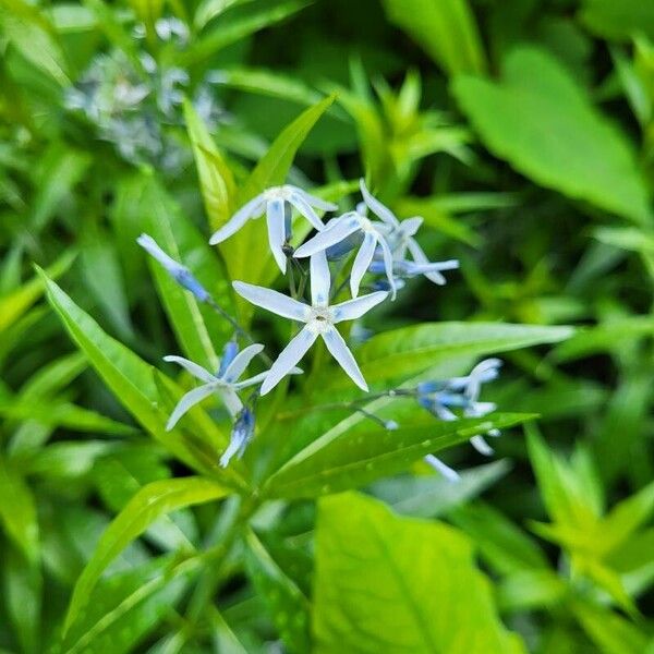 Amsonia tabernaemontana Kvet