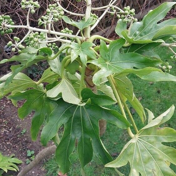 Fatsia japonica Lapas