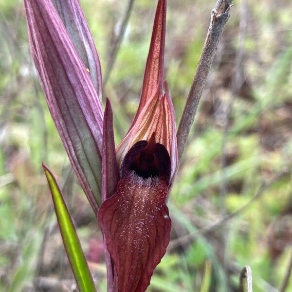 Serapias vomeracea Flower