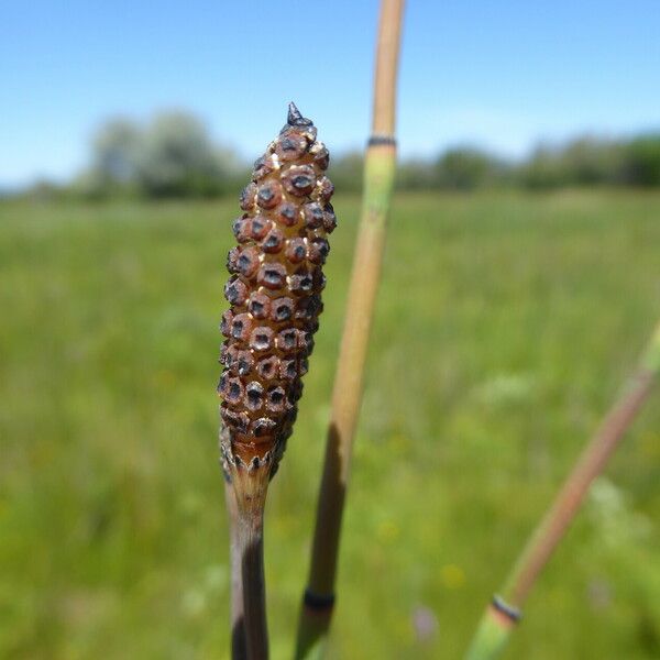 Equisetum ramosissimum Fruto