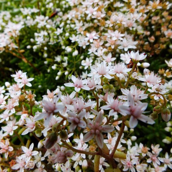 Sedum album Flower