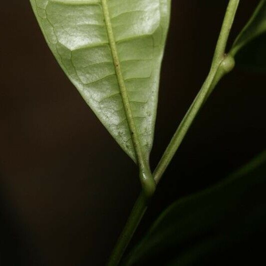 Vantanea parviflora Arall