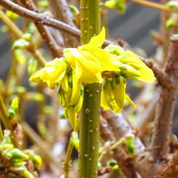 Forsythia suspensa 樹皮