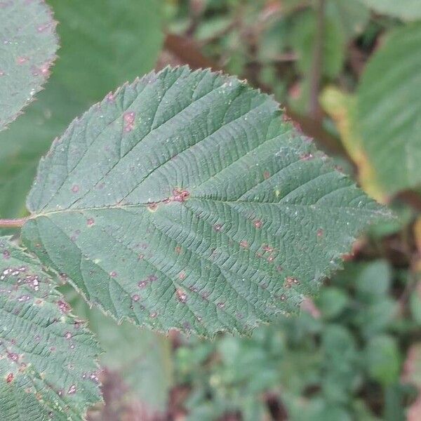 Rubus gratus Leaf