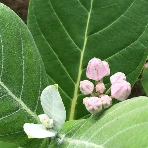 Calotropis gigantea പുഷ്പം