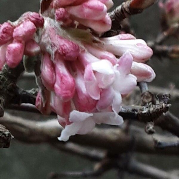 Viburnum × bodnantense Flor