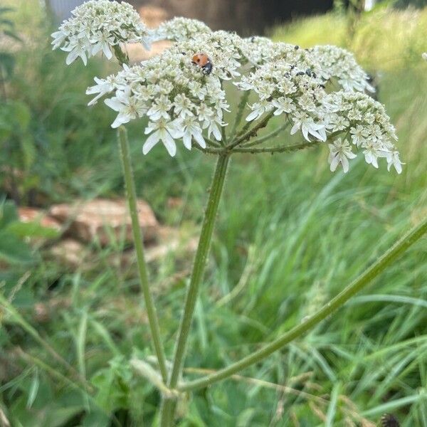 Heracleum sphondylium Hábito