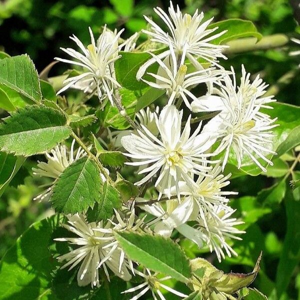 Clematis vitalba Flower