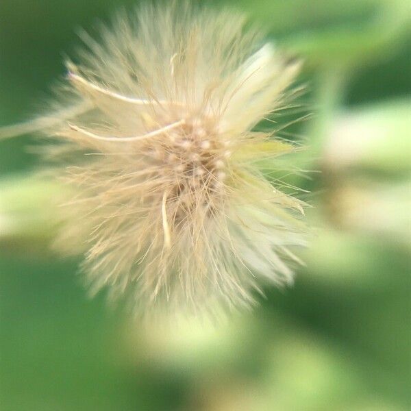 Erigeron sumatrensis Фрукт