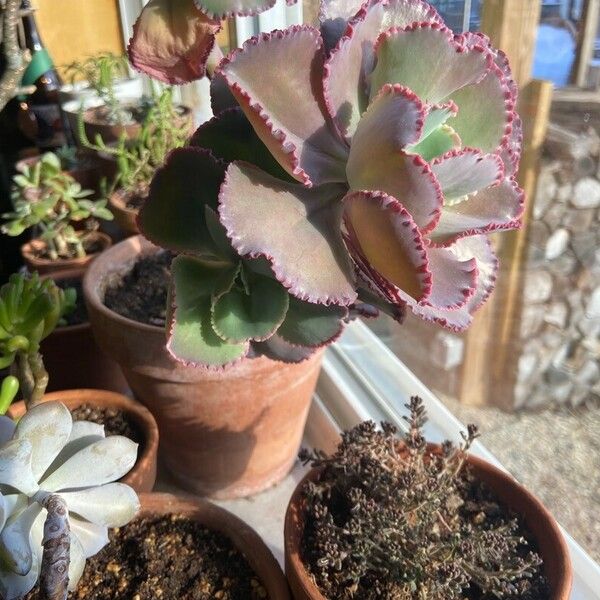 Echeveria shaviana Leaf