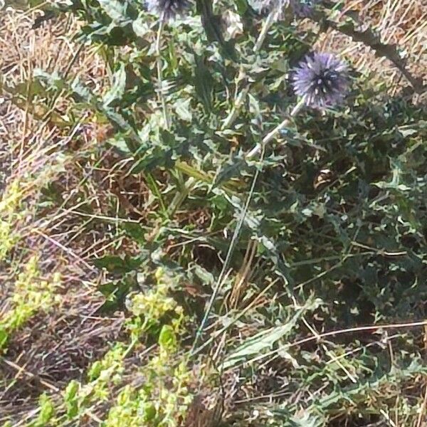 Echinops ritro Folha