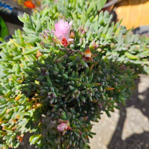 Mesembryanthemum nodiflorum Lorea