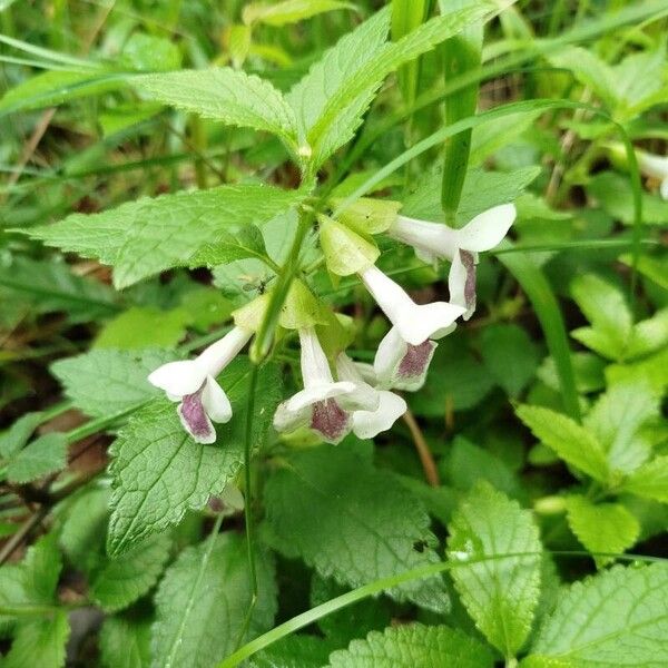 Melittis melissophyllum Blüte