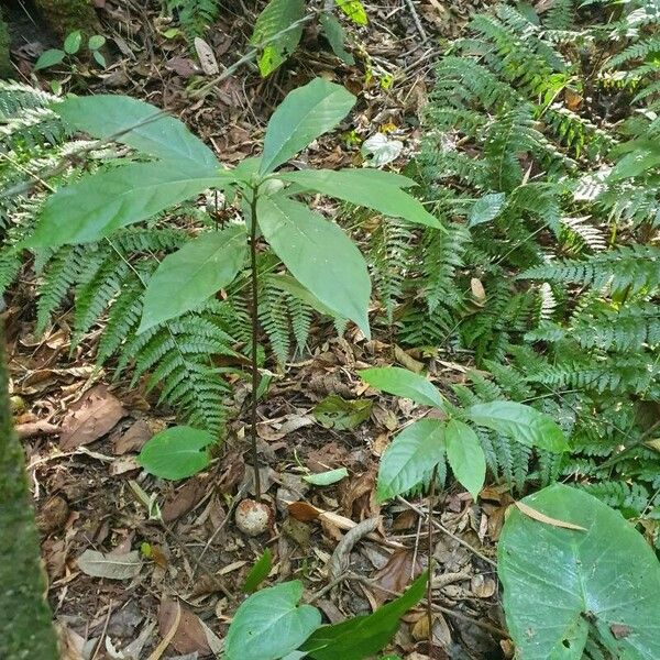 Persea americana Hoja