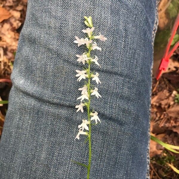 Lobelia spicata Lorea