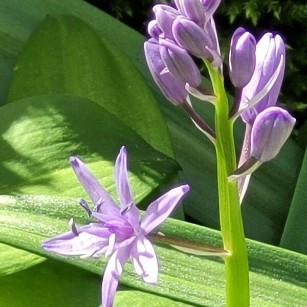 Scilla lilio-hyacinthus Flower