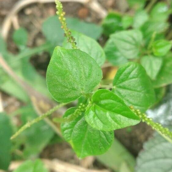 Peperomia pellucida 葉