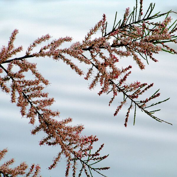 Tamarix parviflora Flor