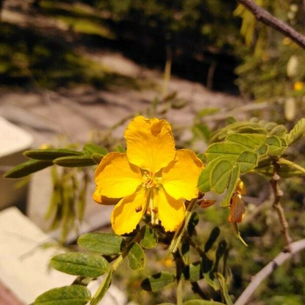 Senna multiglandulosa Flower