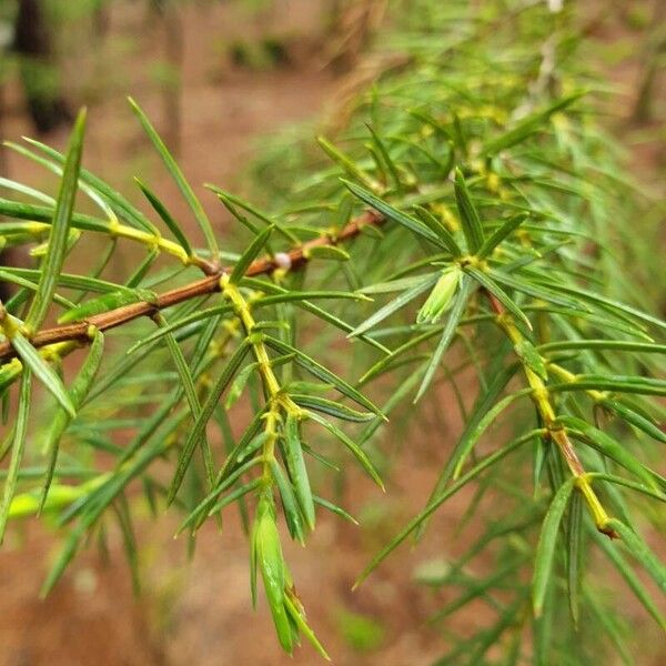 Juniperus cedrus Lapas