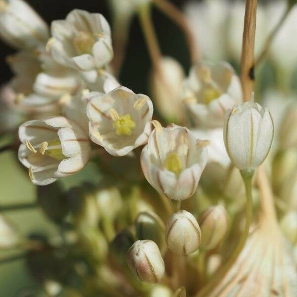 Allium pallens Flower