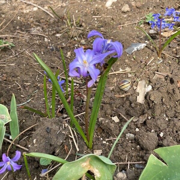 Scilla luciliae Floare