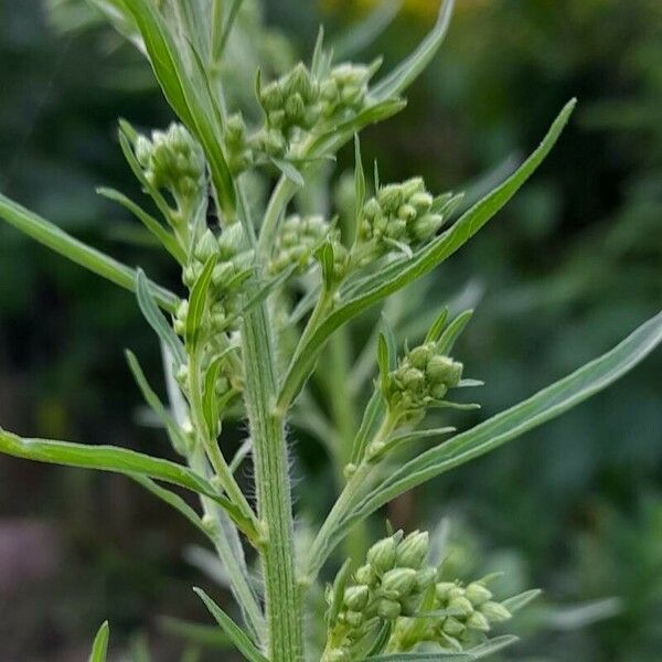 Erigeron sumatrensis Цветок