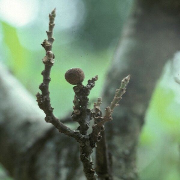 Ficus sur Fruto