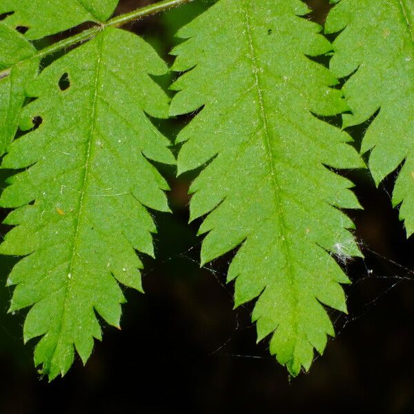 Sorbus aucuparia Folha