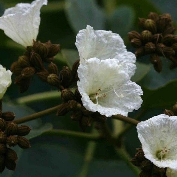 Cordia africana Flower