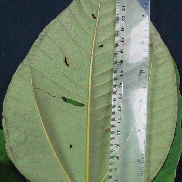 Bellucia pentamera Leaf