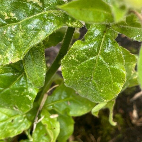 Nicotiana alata Φύλλο