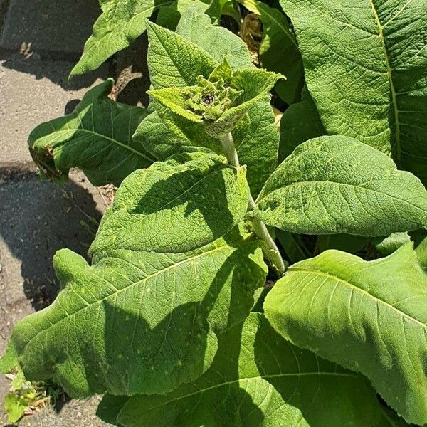 Inula helenium Хабит