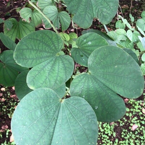 Bauhinia purpurea Blatt