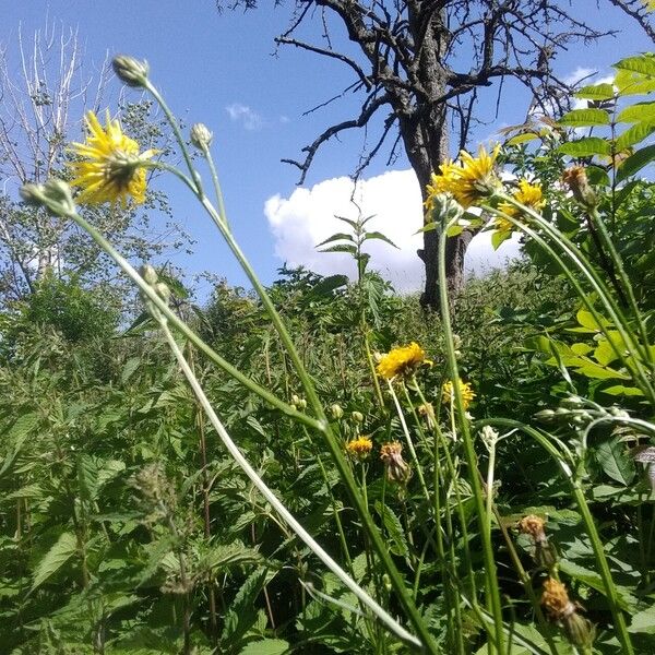 Crepis biennis फूल