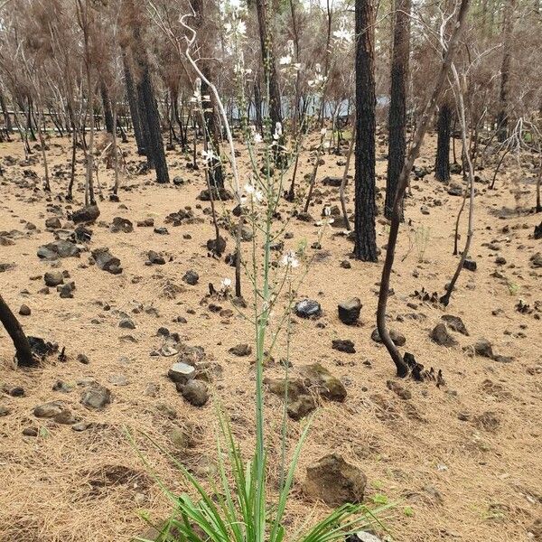 Asphodelus ramosus Habit