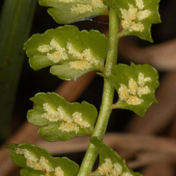 Asplenium trichomanes-ramosum ফুল