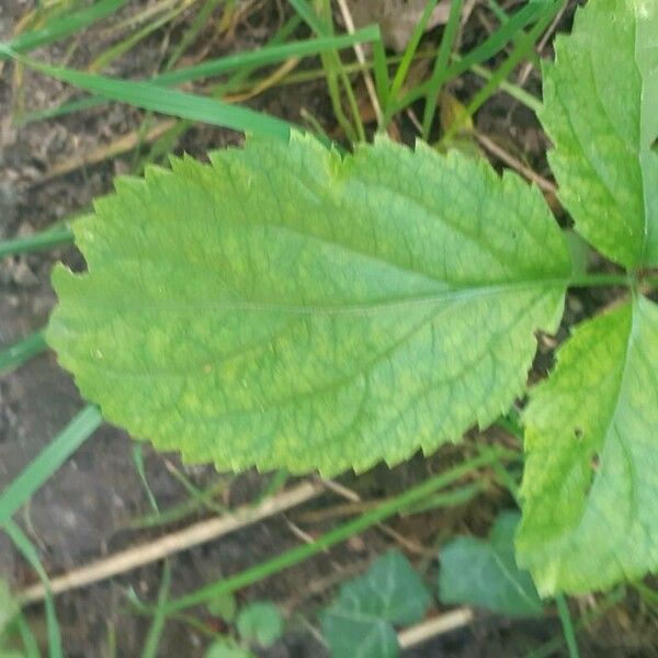 Verbena urticifolia Feuille