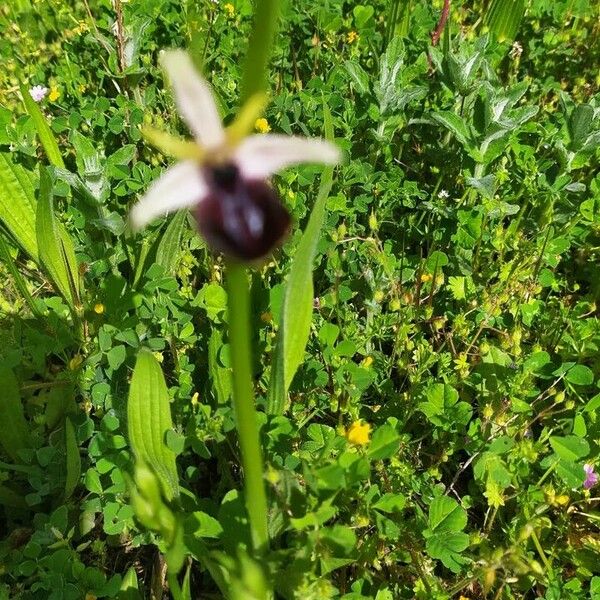 Ophrys sphegodes ফুল