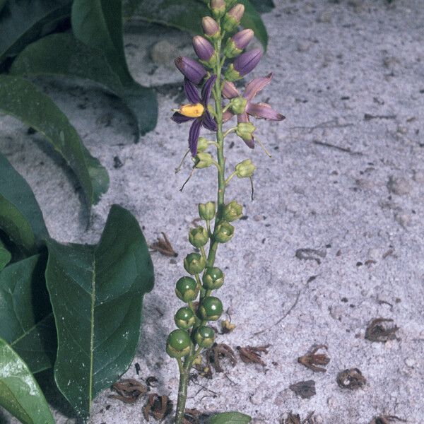 Solanum coriaceum Flower