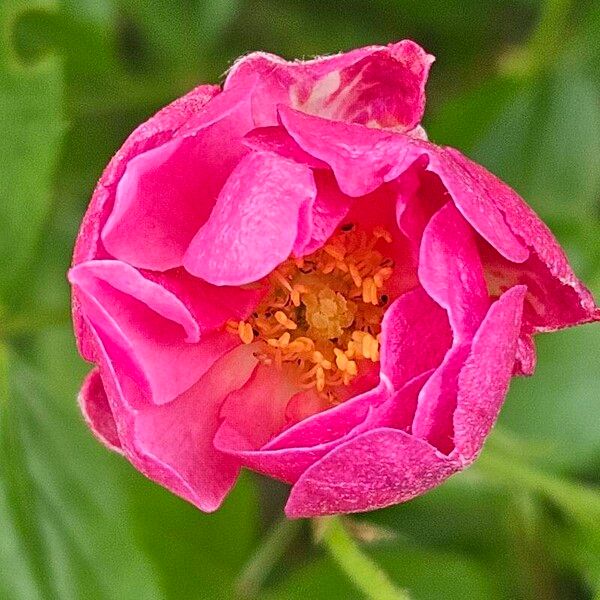 Rosa pendulina Floare