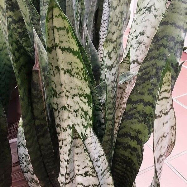 Sansevieria trifasciata Blatt