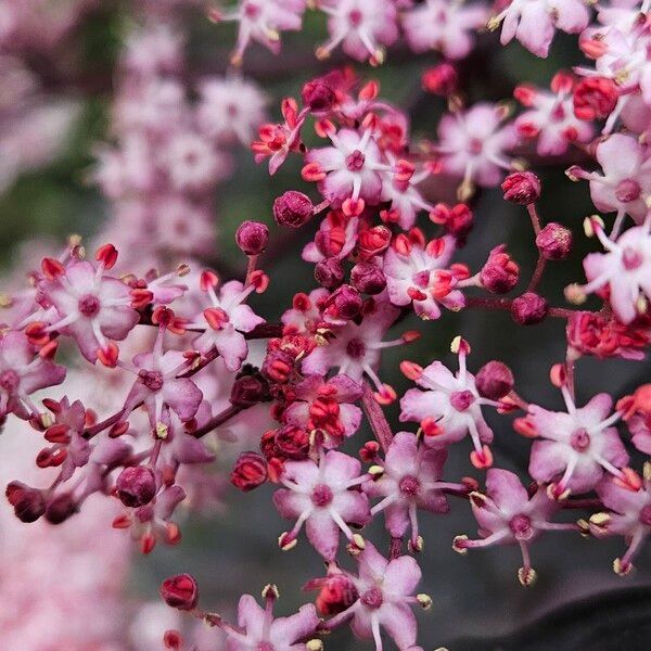 Sambucus racemosa Kvet