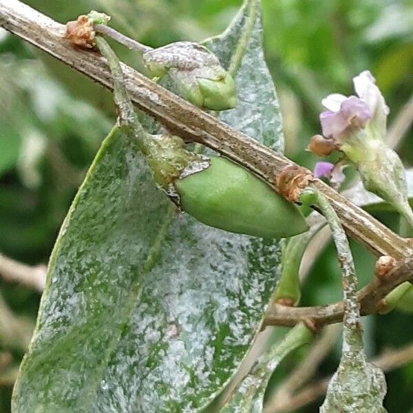 Lycium barbarum 果實