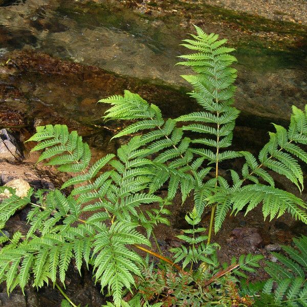 Pteris tripartita Habitus