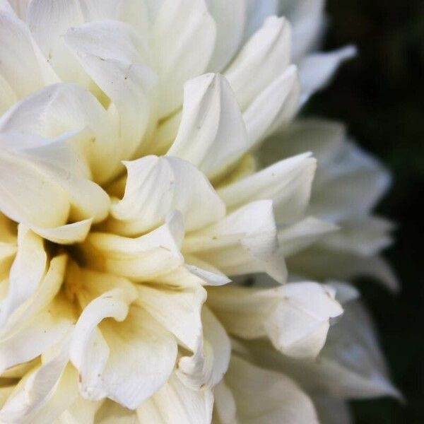 Dahlia pinnata Blomst