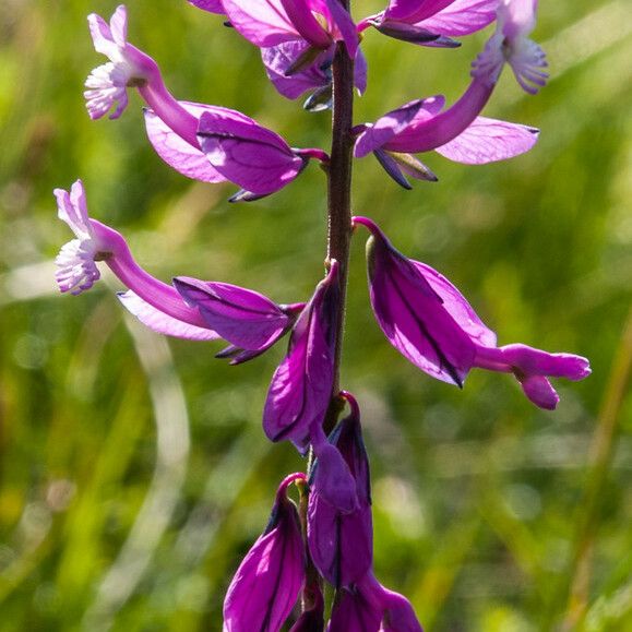 Polygala major Flower