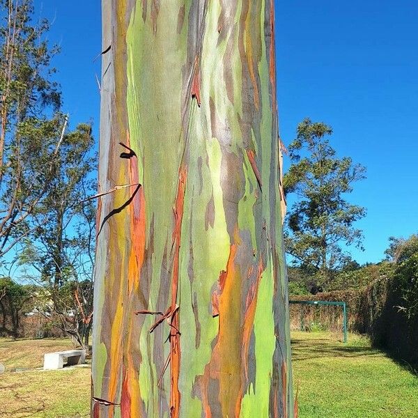 Eucalyptus deglupta Bark