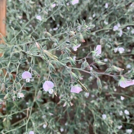 Acmispon americanus Kvet